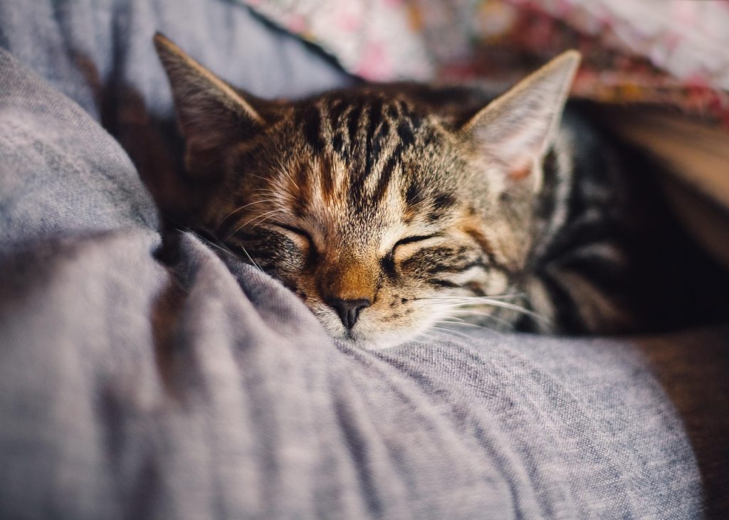Why Sleep Matters