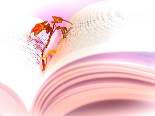 The Tree Before the Fruit: Why Knowledge Is the Foundation of All Learning